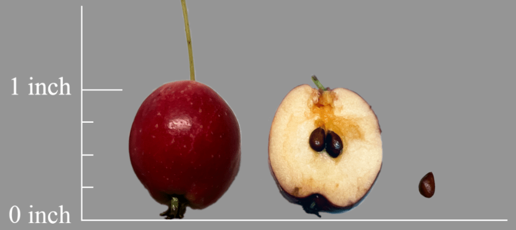 Crab Apple:An Observation by Yojay Yun 5