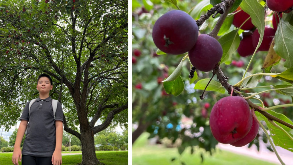 Crab Apple:An Observation by Yojay Yun 4