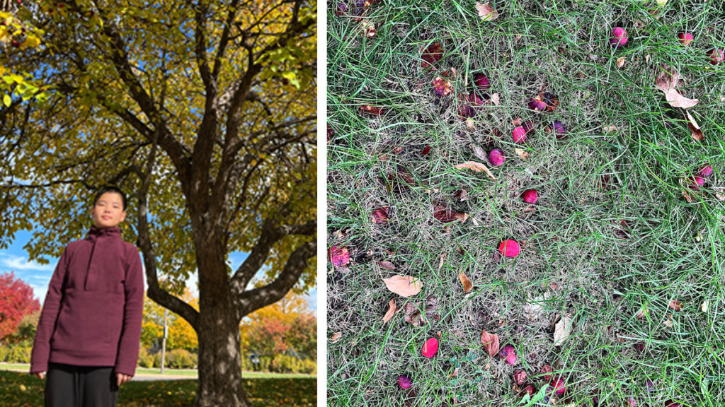 Crab Apple:An Observation by Yojay Yun 7