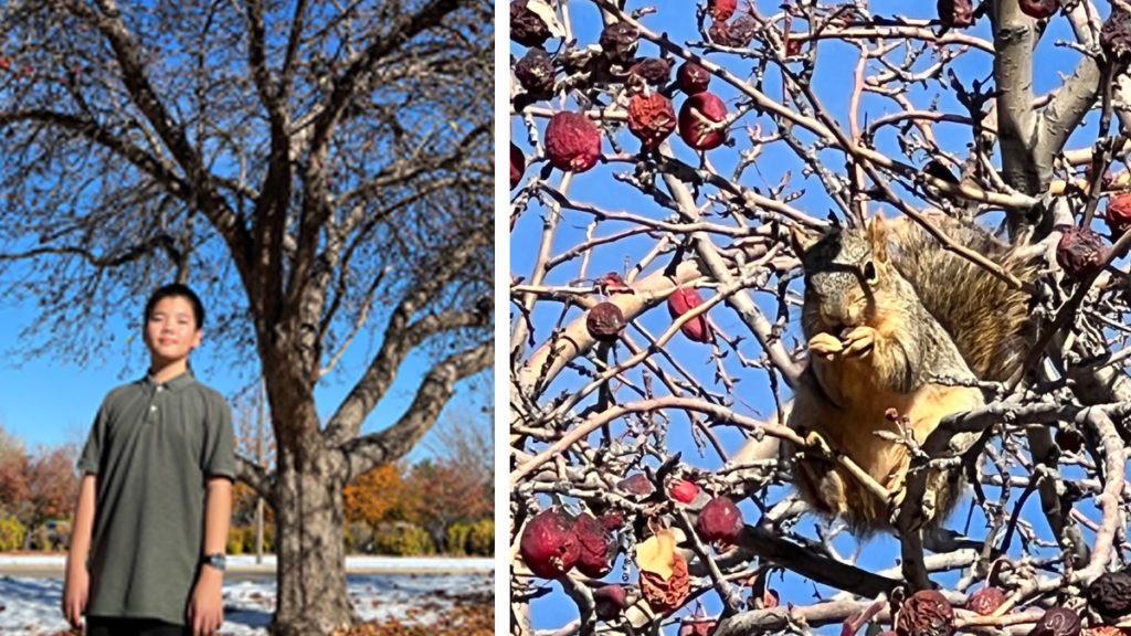 Crab Apple:An Observation by Yojay Yun 9