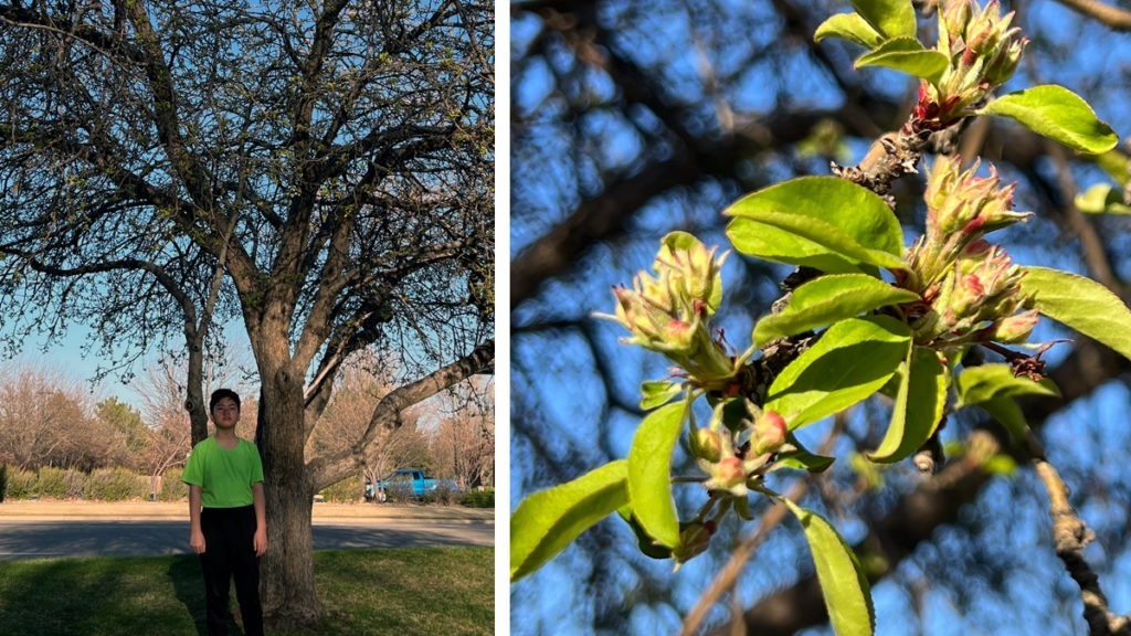 Crab Apple:An Observation by Yojay Yun 11