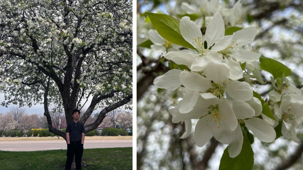 Crab Apple:An Observation by Yojay Yun 12