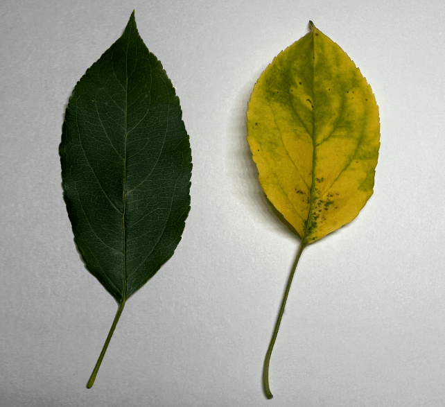 Crab Apple:An Observation by Yojay Yun 8