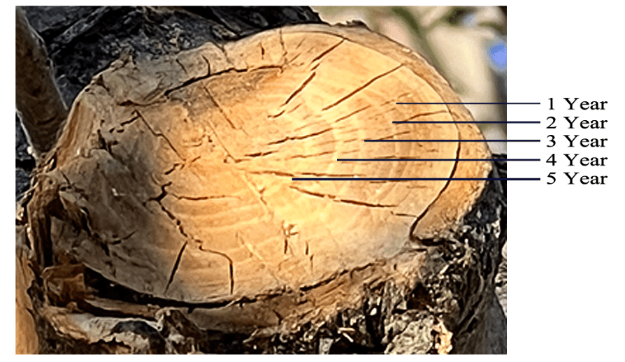 Crab Apple:An Observation by Yojay Yun 10